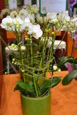 Neuheit von der IPM 2016_Phalaenopsis Freda