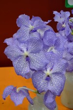 Neuheit von der IPM 2016_Vanda Angelite_Neuheitenpreis Schnittblumen