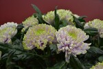 Neuheit von der IPM 2016_Chrysanthemum morifolium Rossano Charlotte