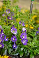 Neuheit von der IPM 2016_Angelonia_Engelsgesicht