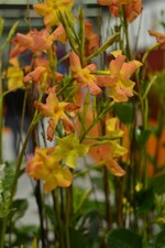 Neuheit von der IPM 2016_Mandevilla x sanderi Orange Coral_Neuheitenpreis Kübelpflanze