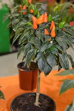 Neuheit von der IPM 2016_Capsicum annuum Conic