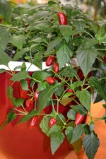 Neuheit von der IPM 2016_Capsicum annuum Spicy ponky peppers