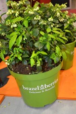 Neuheit von der IPM 2016_Heidelbeere Vaccinium corymbosum Brazelberries_Neuheitenpreis Gehölze