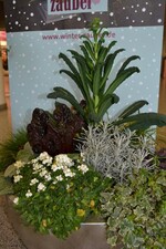 Neuheit von der IPM 2016_"Winterzauber"-Pflanzen 1