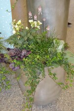 Neuheit von der IPM 2016_"Winterzauber"-Pflanzen 2