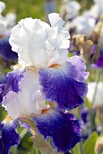 Iris barbata elatior "Ruban Bleu"