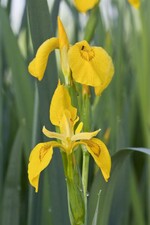 Iris pseudacorus - heimische Sumpfschwertlilie
