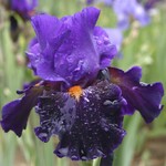 Iris barbata elatior "Mystérieux"