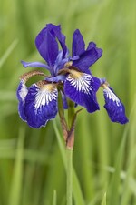 Iris sibirica - Wiesenschwertlilie