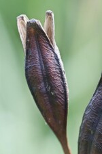 Iris sibirica - Samenkapsel