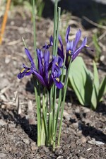 Iris reticulata - Kleine Netzblatt-Iris