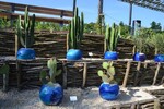 Gartenschau Mühlacker - Kakteengarten