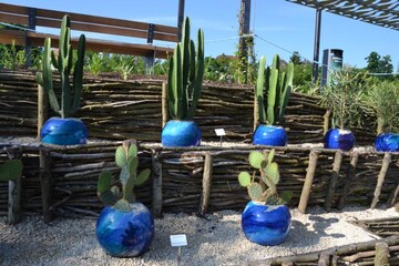 Gartenschau Mhlacker - Kakteengarten