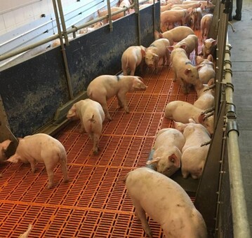 Konkurrenz um die Ressource Wasser: Vor der Trnke liegende Tiere blockieren den Zugang zum Wasser.
