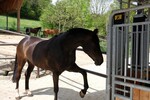 Die Kraftfutterstation kann nur von einem Pferd betreten werden. Ist sie besetzt, ist die Eingangstür verriegelt.