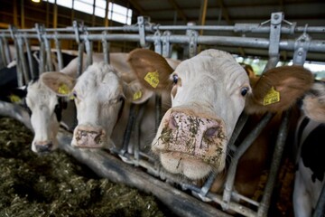EU-Kommission erkennt Baden-Wrttemberg als BHV1-freie Region an