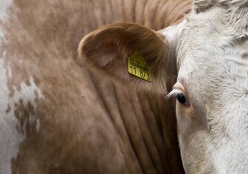Geplante Hilfen fr Milchbauern