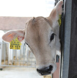 Das Transportalter für die Verbringung von Kälbern beträgt ab Januar 2023 vier Wochen, statt wie bisher 14 Tage. Damit verbunden sind höhere Kosten für die Tierhalter.
