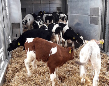Der Export von Holstein-Klbern nach Spanien ist eingebrochen. Viehhndler und Bauern fordern klare Regelungen, wie es fr Langstrecken-Transporte weitergehen soll. 
