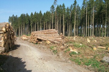 Fr die Mehraufwendungen zur Rumung der Kalamittsflchen sollen Waldbesitzer eine zustzliche finanzielle Untersttzung erhalten. Der Antrag hierfr sollte bis 6. Dezember 2019 bei den Unteren Forstbehrden vorliegen.