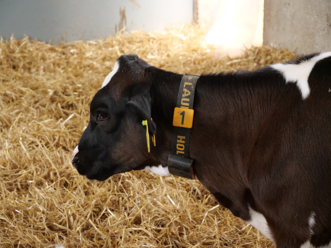 Jasper Metzger-Petersen ist �berzeugt, dass eine umfassende Datenerfassung und -analyse ein entscheidender Beitrag f�r mehr Tierwohl in der Milchviehhaltung ist, auch im �kolandbau.