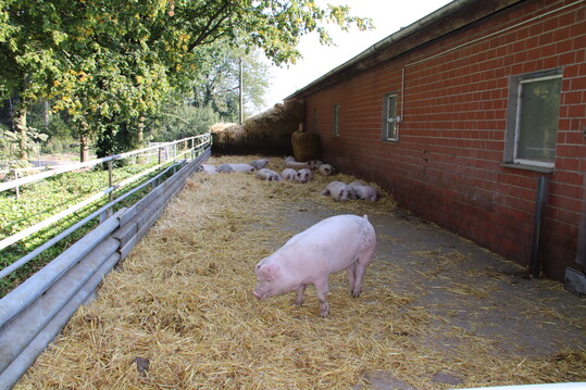 Auch eine der vier Au�enterrassen hat eine Kamera: Die Schweine liegen hier h�ufig und genie�en frische Luft und Sonne.&nbsp;  
