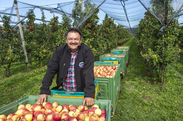 Hubert Bernhard aus Kressbronn ist ein Produzent, der schon frh in den Anbau von Kanzi eingestiegen ist. 