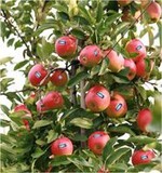 Ab 21. Oktober sind Äpfel der Marke Kanzi wieder in den Ladenregalen zu finden.