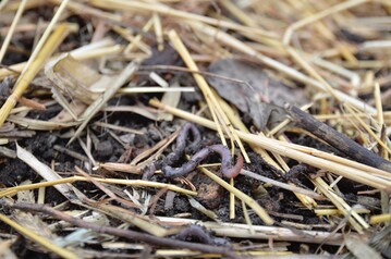 Regenwrmer fressen organische Substanzen und produzieren so humusreichen Boden. Darum sollten die Flchen immer abgedeckt sein, beispielsweise mit Mulch oder Grndngung.