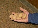 Der Kartoffelanbau leidet unter sinkender Wirtschaftlichkeit.