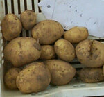 Das Bundeskartellamt untersucht den Vorwurf wettbewerbsbeschränkender Preisabsprachen bei neun Unternehmen der Erzeugung und dem Vetrieb von Kartoffeln. Bis zum Abschluss des Verfahrens gilt die Unschuldsvermutung.