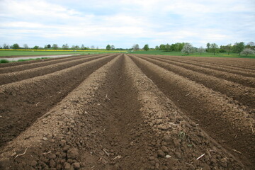 Das Bundesamt für Verbraucherschutz und Lebensmittelsicherheit (BVL) hat Attracap (Wirkstoff: Metarhizium brunneum) zur Bekämpfung von Schnellkäferlarven (Drahtwürmer) auf befallsgefährdeten Flächen, insbesondere im Ökolandbau, in Kartoffeln, befristet für 120 Tage zugelassen.