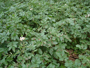 Beginnende Krautfäule im Bestand