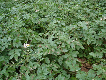 Beginnende Krautfäule an Kartoffelpflanzen