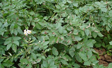 Im Schwarzwald und auf der Schwäbischen Alb ist das Ende der befallsfreien Zeit für die Krautfäule erreicht.