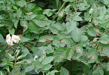 Beginnende Krautfäule im Bestand.