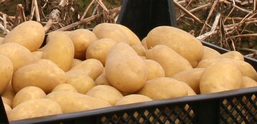 Nach bisherigen Schtzungen ist 2019 ein durchschnittliches Kartoffeljahr.