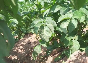 Quickdown hat eine Notfallzulassung zur Krautabtötung in Pflanzkartoffeln ohne vorheriges Schlegeln erhalten.