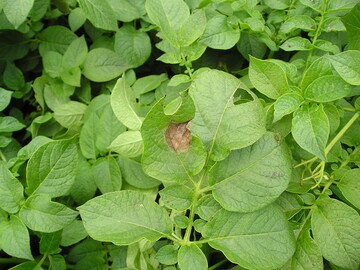 Krautfäulebeginn am Blatt.