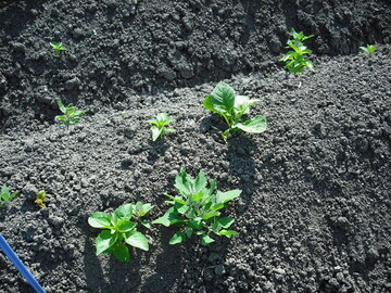 Mischverunkrautung: Junge Kartoffelpflanze mit Gänsefuß und Bingelkraut