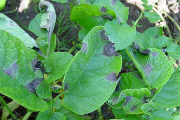 Phytophtora an Kartoffeln