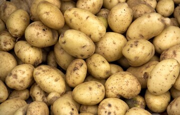  Die Ergebnisse der Landessortenversuche (LSV) dienen als Grundlage fr die Beratung der Kartoffelanbauer. 