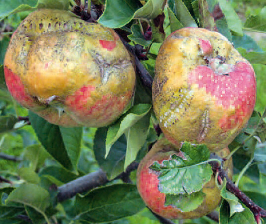 pfel der Sorte Topaz mit starken 
Frostschden.