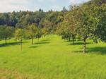 Das Projekt „Fränkische Zwetschge” zeigt das Potenzial von Streuobstprodukten.
