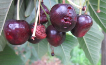 Kirschen sind in diesem Jahr strker als im Vorjahr von der Kirschessigfliege befallen. 