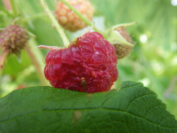 Mit einem neuen Projekt soll in der Schweiz die Bekmpfung der Kirschessigfliege weiter verbessert werden. 