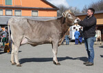 Zweitteuerste Jungkuh der letzten Zuchtviehauktion am 12. März in Kempten war diese euterstarke Payssli-Tochter mit 32 kg Tagesgemelk von Michael Bilgeri, Balderschwang, die für 2200 Euro ins angrenzende Oberbayern verkauft wurde.