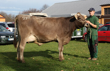 Diese rahmige und euterstarke Payboy-Tochter vom Betrieb Zeller in Bad Grnenbach-Gmeinschwenden stand am 19. November an der Spitze. Mit 31,5 kg wechselte sie fr 2120 Euro nach Oberbayern.