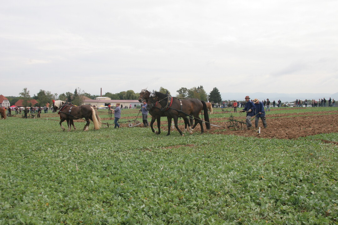 Pflger Bernd Lieb aus Flehingen und Fuhrmann Florian Jchle aus Schwendi mit ihren Wrttemberger Warmbltern am Samstag auf dem Trainingsparcours. Im Hintergrund das Gespann von Ariane und Hermann Brudy aus Appenweier. 